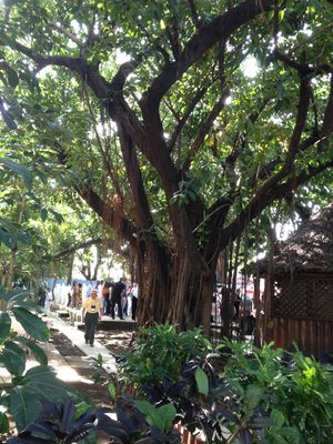 Some elegant old trees